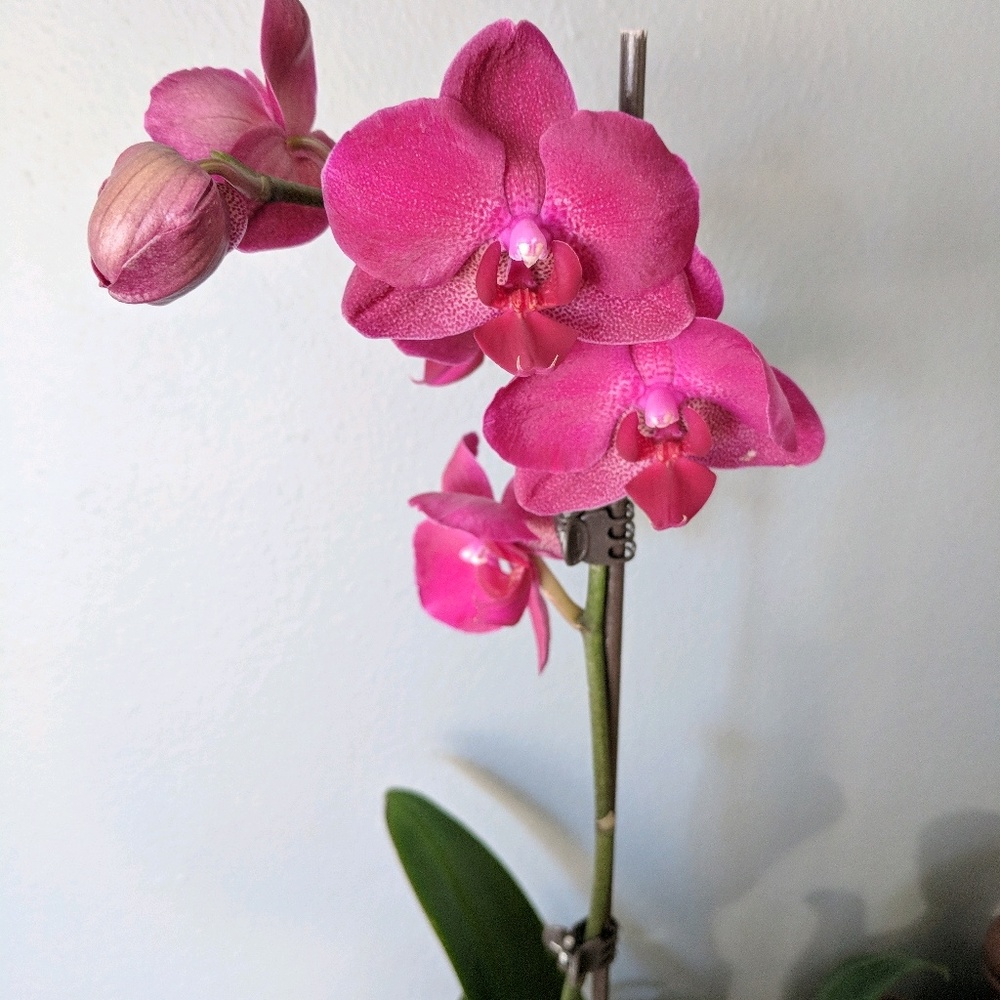 Meet your Posher, Ellie